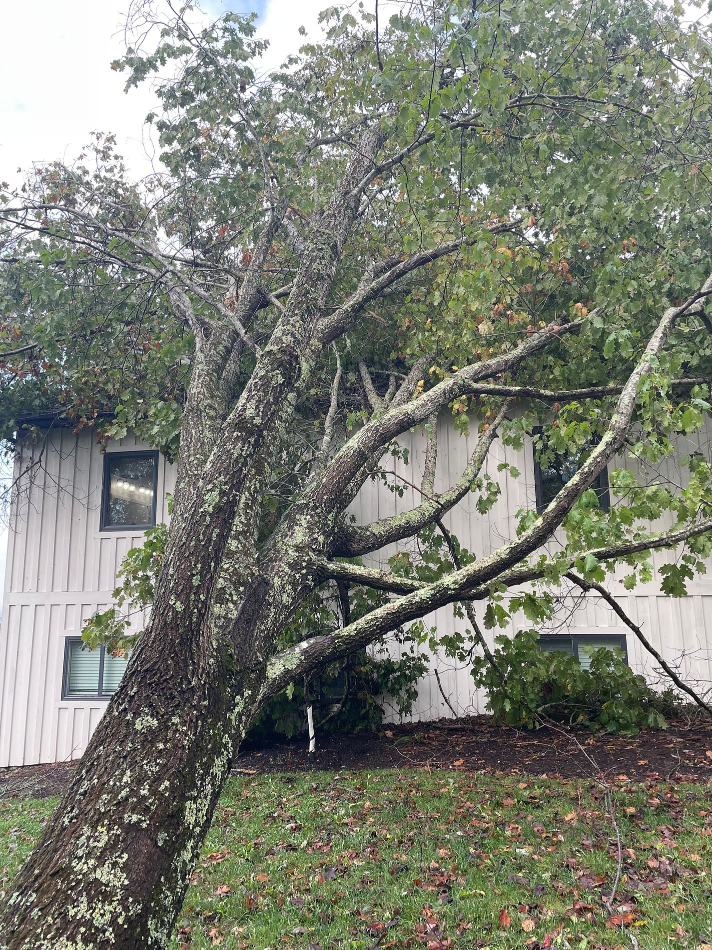 Wind Damage Repair