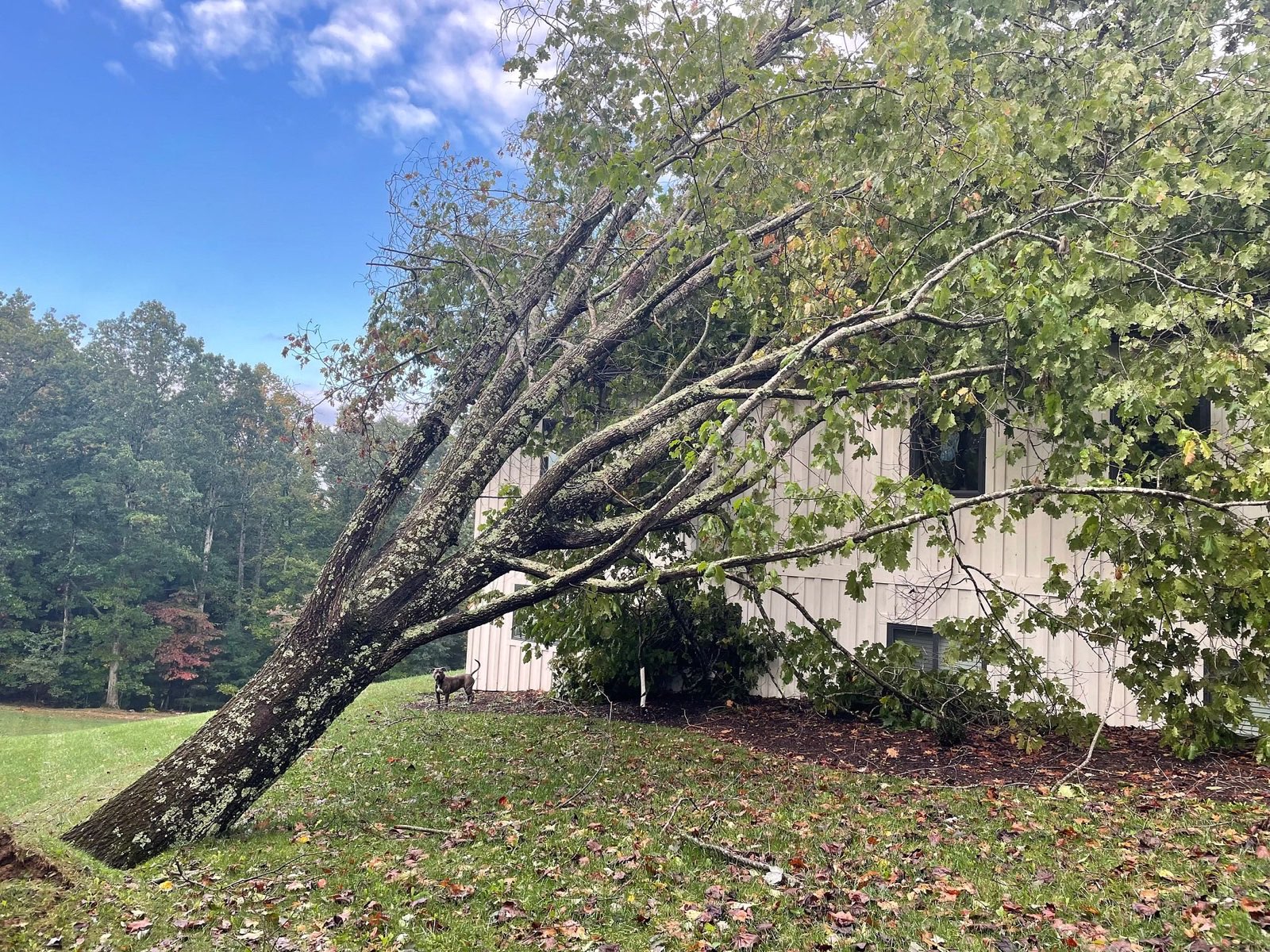 Tree Impact — Emergency